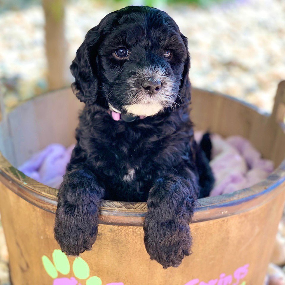 Labradoodle cheap crate training