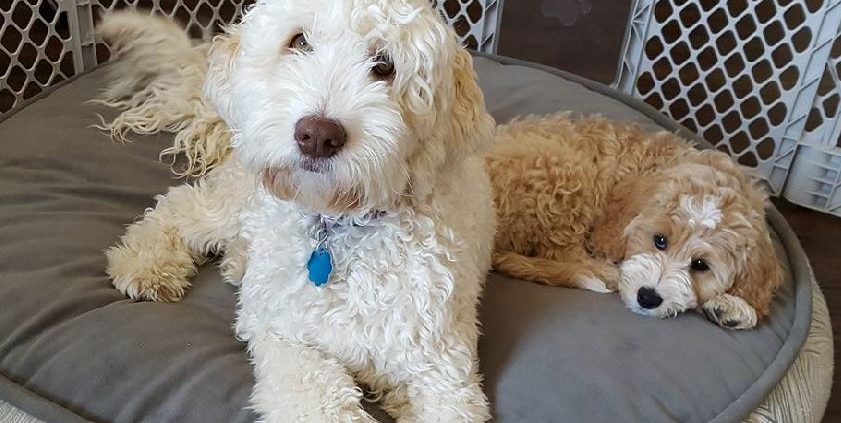 Australian Labradoodle Breeder in CA