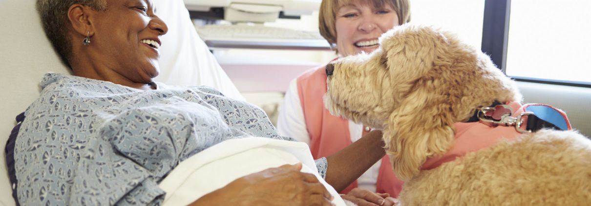 Australian Labradoodle Breeder in California