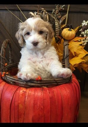 Australian Labradoodle Breeder in Sierra Springs, CA