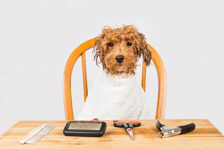 Labradoodle Grooming Guide