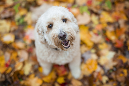 Australian Labradoodle Breeder in CA