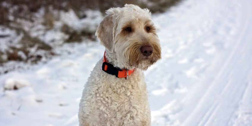 Australian Labradoodle Breeder in Sierra Springs, CA