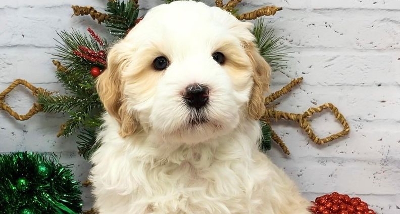 Australian Labradoodle Breeder in Shingle Springs, CA